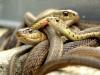 Восточный гороскоп змея Девушки рожденные в год змеи